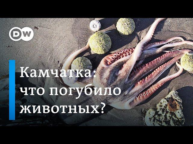 Камчатка: что на самом деле погубило морских животных, или Экологическая катастрофа в Тихом океане