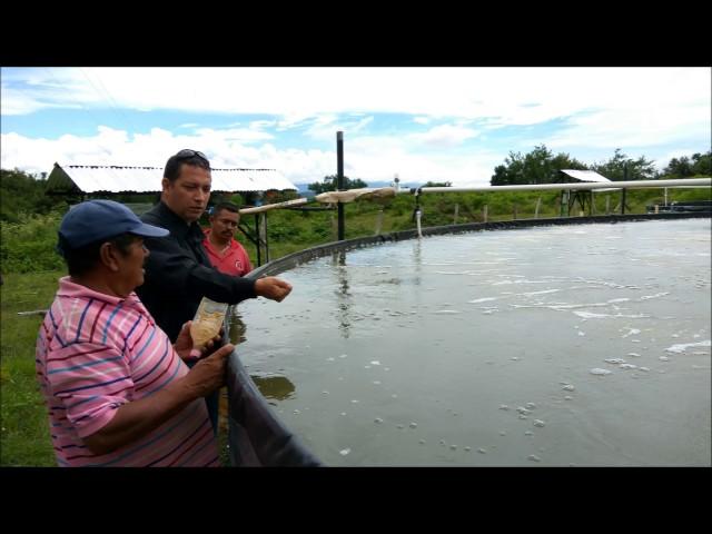 Proyectos piscícolas intensivos desarrollados con piscitanques australianos.