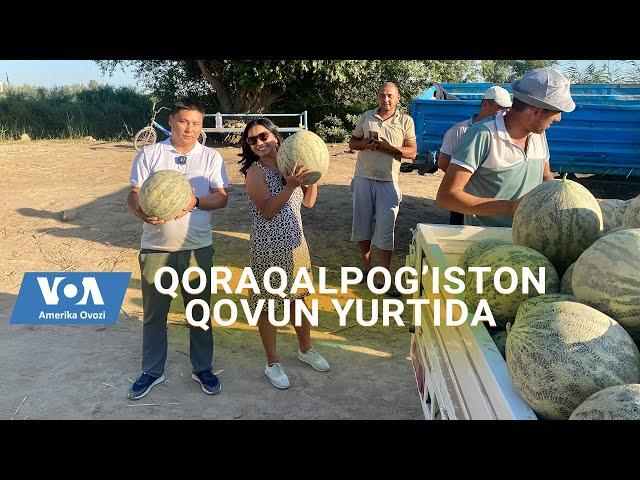 Qoraqalpog'iston qovuni, Rustemning polizlari #karakalpakstan #melon #uzbekistan