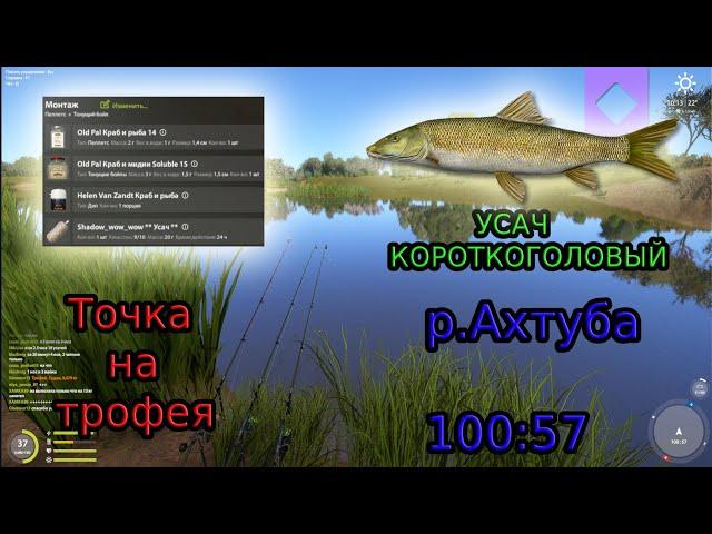 р.Ахтуба / УСАЧ КОРОТКОГОЛОВЫЙ / Точка на ТРОФЕЯ / 29.08.2024