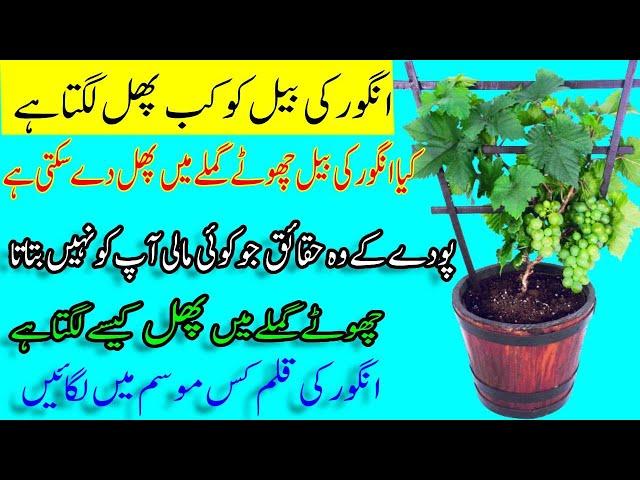 Things that few people know about the Grape vine plant | Secret To Grow Grape vine Plant