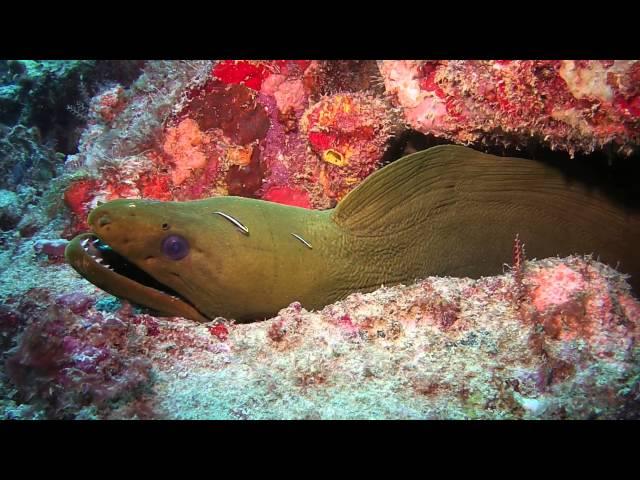 Large Green Moray Eel in Carriacou | SeaLife Micro HD Underwater Camera