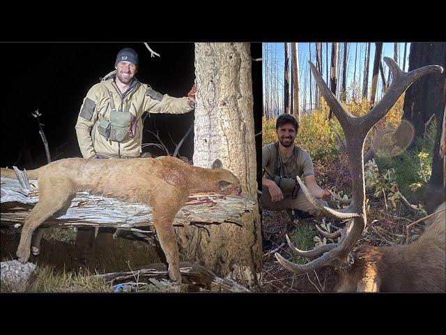 MOUNTAIN LION KILLED IN SELF DEFENSE | Lion and 6x6 Elk Hunt in Idaho | S7E13 | Limitless Outdoors