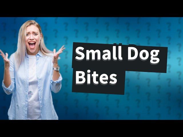 What happens if small dog bites?