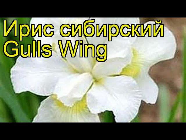 Ирис сибирский Галлс Винг. Краткий обзор, описание характеристик iris sibirica Gulls Wing