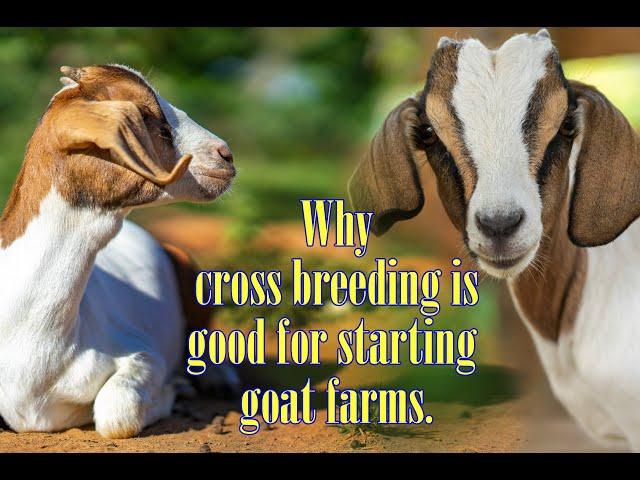 Why cross breeding is good for starting goat farms