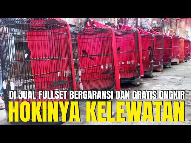 HOKINYA KELEWATAN YG BELI MURAI DI KIOS INI ! DAPAT FULLSET GRATIS ONGKIR DAN BERGARANSI