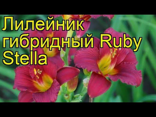 Лилейник гибридный Руби Стелла. Краткий обзор, описание характеристик hemerocallis Ruby Stella