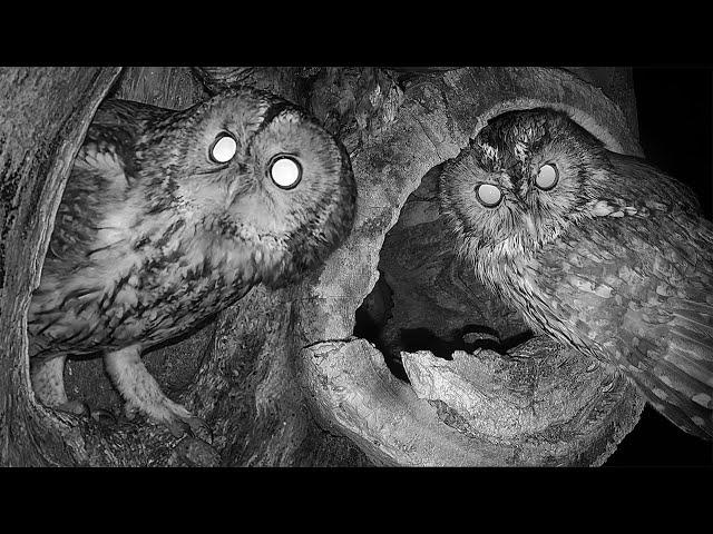 Tawny Owl Begins New Search for Nest | Luna & Bomber | Robert E Fuller