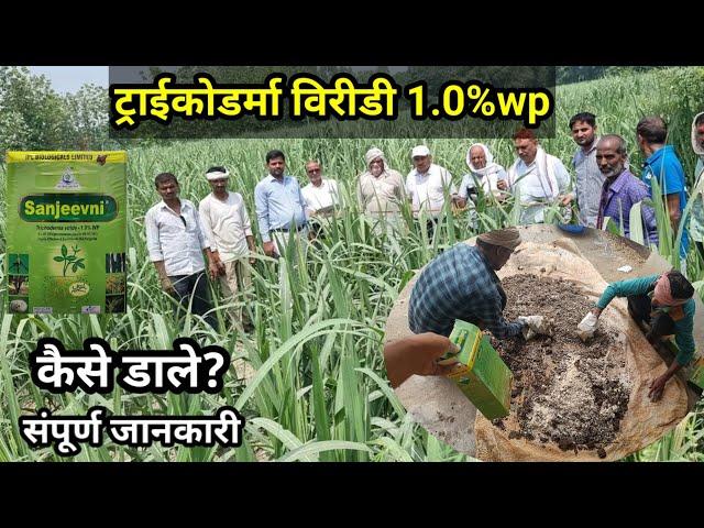 ट्राइकोडर्मा विरीडी 1.0% wp का प्रयोग कैसे करे | how to use trichoderma in agriculture