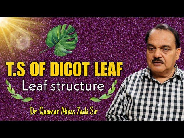 T.S of dicot leaf ll Leaf structure l dicot leaf ll structure of dicot leaf ll zaidi sir #leaf #2024