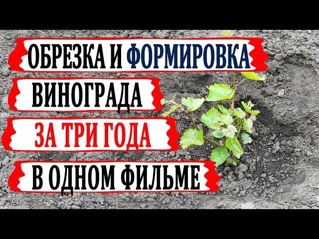  За 10 минут! Как обрезать и формировать виноград в 1й, 2й и 3й годы с объяснениями и комментариями