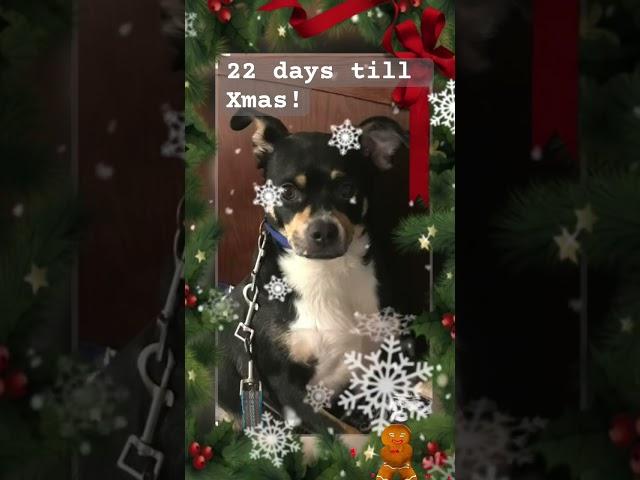 22days till Xmas! #christmas#merrychristmas #music #cover #navidad#petlovers#funny#reels#roblox#fyp