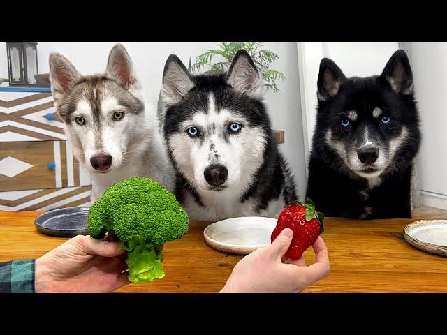 Do Dogs Eat Vegetables? Huskies Taste Food!