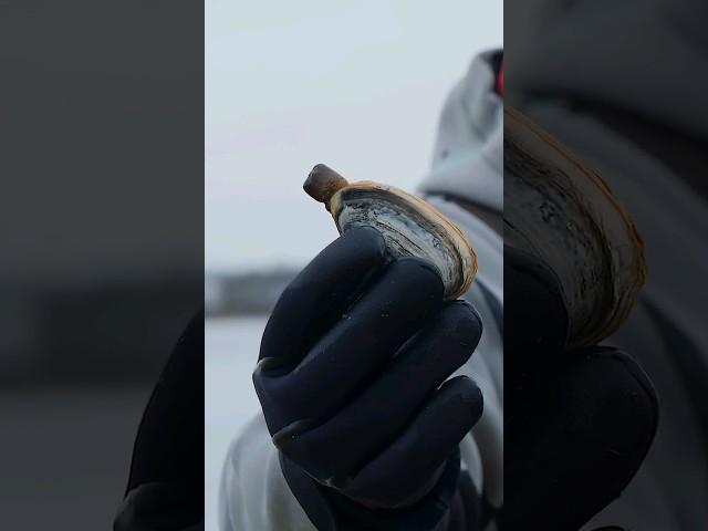 Toilet Plunger Method for Harvesting Clams #shorts #harvesting #clam