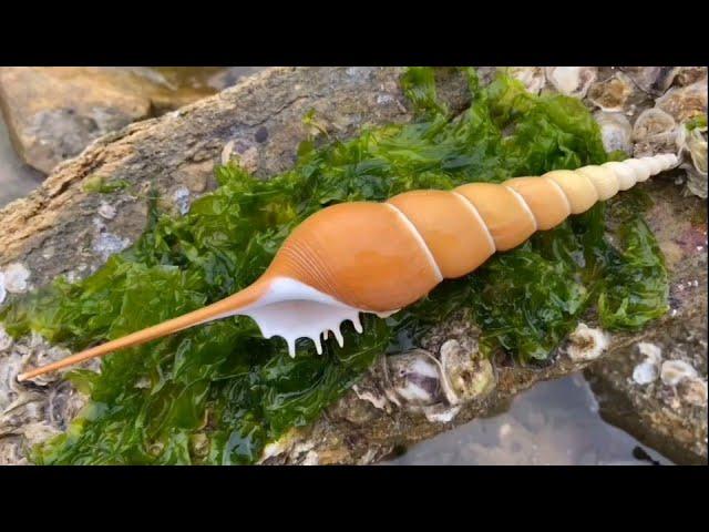 Catching Seafood  Deep Sea Octopus (Catch Crab, Catch Fish) - Tik Tok