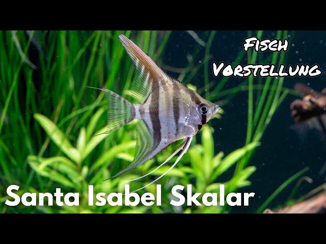 Santa Isabel Skalar - Pterophyllum Scalare "Santa Isabel" | Liquid Nature Fisch Vorstellung