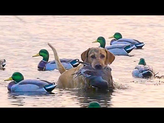 What is the most popular hunting dog breed in the world?