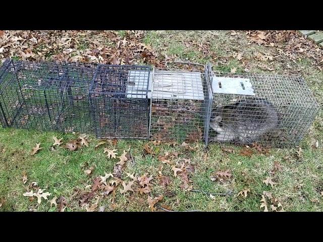 Raccoon transfer