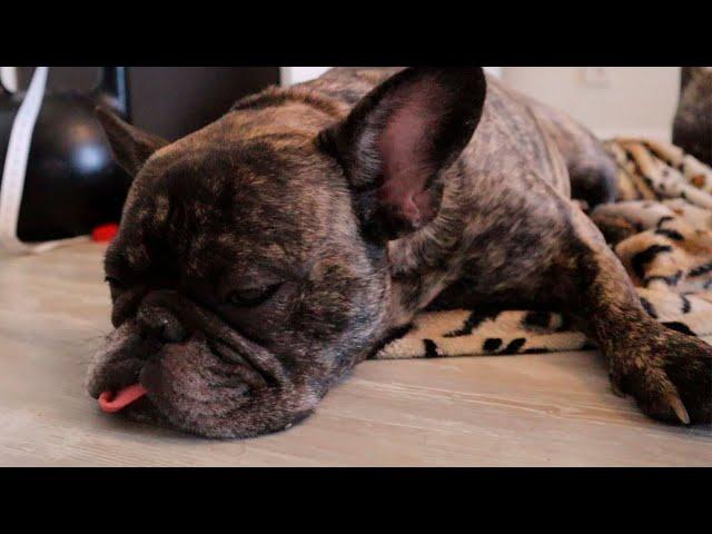 French Bulldog Routine