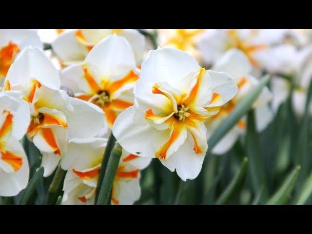 Narcissus 'Trepolo' - FarmerGracy.co.uk