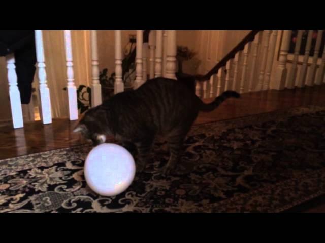 Static Cat & Balloon