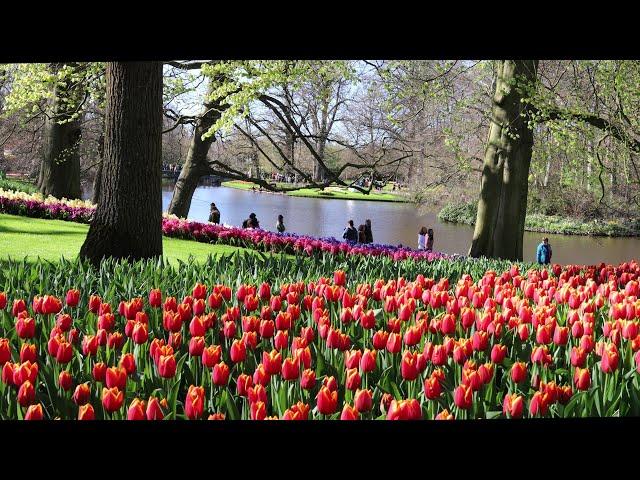 Keukenhof 2023 - Enjoy a nice sunny day in the beautiful spring garden - 4k