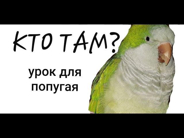 "КТО ТАМ ?" -- УРОК ДЛЯ ПОПУГАЯ. УЧИМ ПОПУГАЯ ГОВОРИТЬ.