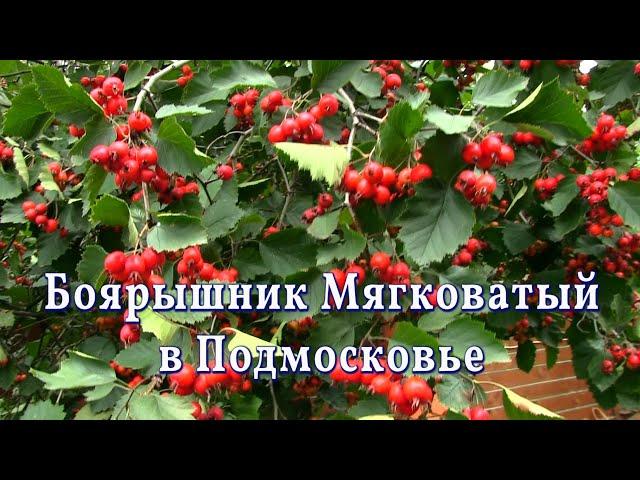 Боярышник мягковатый в Подмосковье