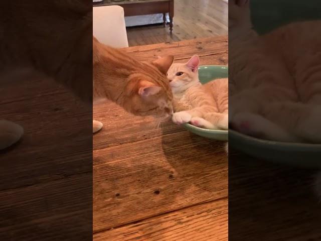 This Cat Hated His New Kitten Brother... At First | The Dodo