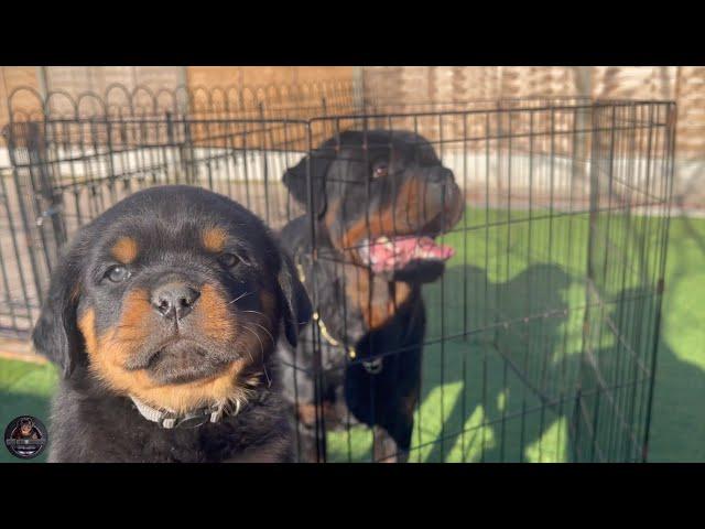 6 Weeks Old Rottweiler Puppies Meet Their Father Scar