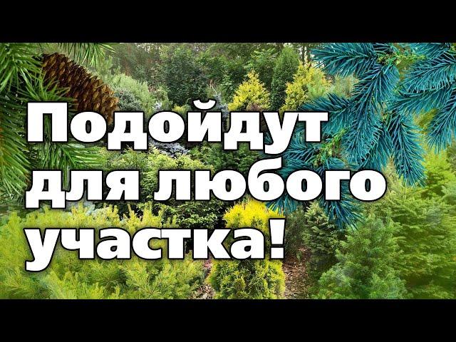 ТОП 5 хвойных культур. Смело их высаживайте