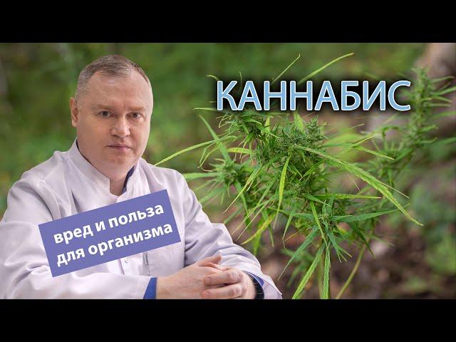  Каннабис: вред и польза для организма ️