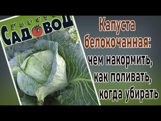 Капуста белокочанная: чем накормить, как поливать, когда убирать