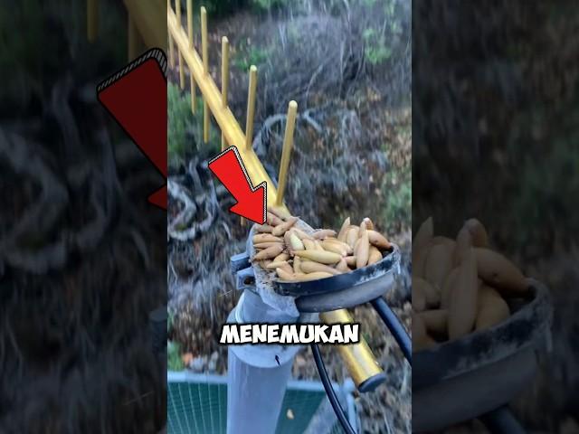 Jika menemukan ini jangan di bongkar 