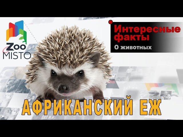 Африканский еж - Интересные факты о ежах | Вид африканский еж