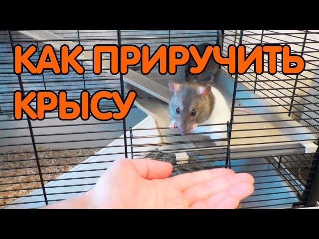 Как приручить крысу. Приручение крыс к рукам