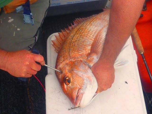 STONEY BAY 4 THE CATCH