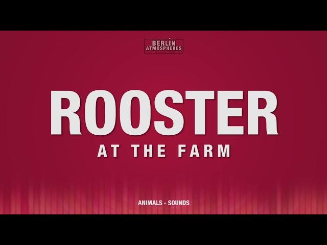 Rooster at a farm SOUND EFFECT - Hahn kräht morgens SOUNDS Farm Ambience SFX