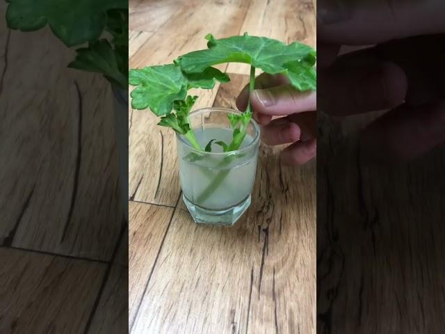 Как укоренить ПЕЛАРГОНИЮ в воде? СМОТРИМ результат!
