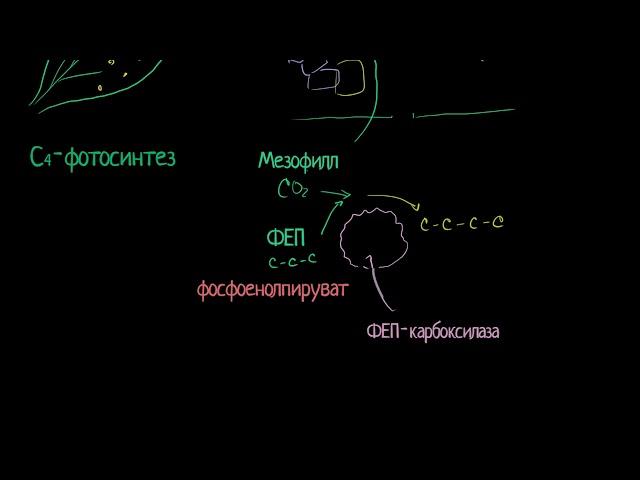 C4-фотосинтез (видео 7)| Фотосинтез | Биология