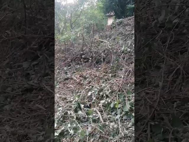 video aggiornamento zona est, dalla cascina degli orti di mauro #gliortidimauro  #lavitaincascina