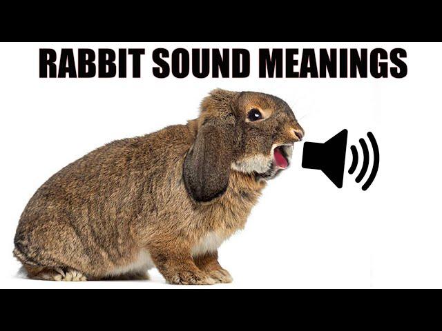 13 Sounds Rabbits Make and What They Mean