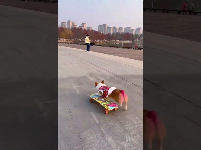 #Puppy Tiny Skateboard Take Down #DogsPlaySkateboard #Corgi   副本 1735089706468