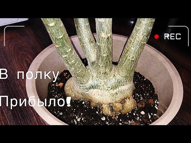 Новый адениум! Обзор и пересадка новичка)