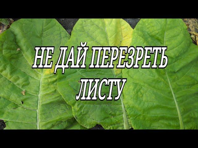 НЕ ДАЙ ПЕРЕЗРЕТЬ ЛИСТУ.