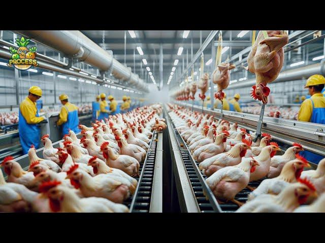 Inside the Chicken Factory: Processing Millions of Chickens for Meat