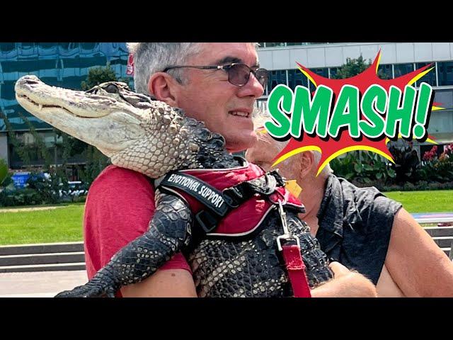 Wally The Emotional Support Alligator