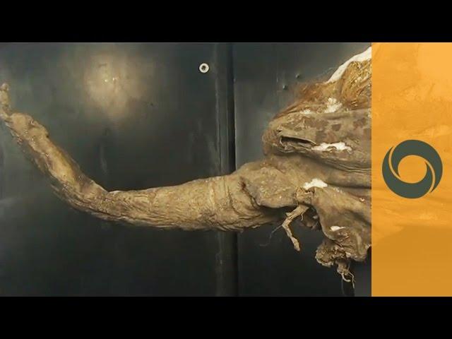 Russia Mammoth - One of the world's best preserved woolly mammoth carcasses goes on display