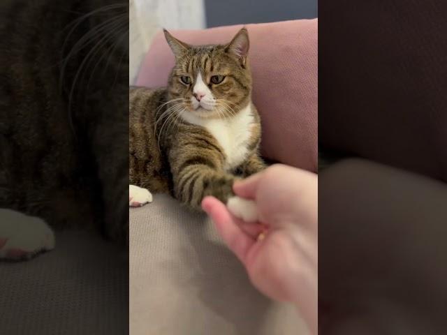 Кот босс Василий